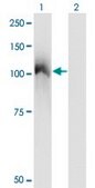 Monoclonal Anti-CBL antibody produced in mouse clone 6D12, purified immunoglobulin, buffered aqueous solution