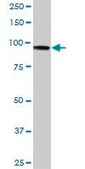 Anti-HK3 antibody produced in mouse IgG fraction of antiserum, buffered aqueous solution