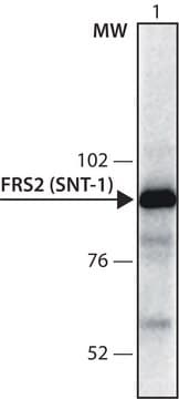 Anti-FRS2 (SNT-1) antibody produced in rabbit affinity isolated antibody, buffered aqueous solution