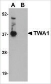 Anti-TWA1 antibody produced in rabbit affinity isolated antibody, buffered aqueous solution