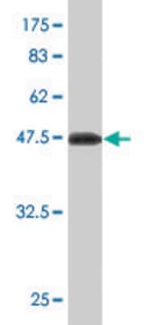 Monoclonal Anti-UBE2S antibody produced in mouse clone 2G7, purified immunoglobulin, buffered aqueous solution