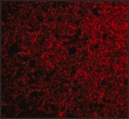 Anti-Neurotrypsin antibody produced in rabbit affinity isolated antibody, buffered aqueous solution