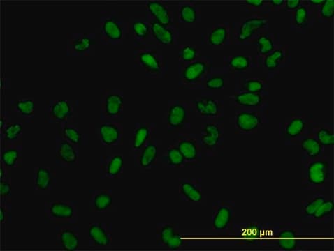 Monoclonal Anti-XPO5 antibody produced in mouse clone 2C5-1B3, purified immunoglobulin, buffered aqueous solution