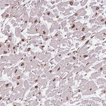 Anti-OR10AD1 antibody produced in rabbit Prestige Antibodies&#174; Powered by Atlas Antibodies, affinity isolated antibody, buffered aqueous glycerol solution