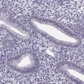Anti-PAX2 antibody produced in rabbit Prestige Antibodies&#174; Powered by Atlas Antibodies, affinity isolated antibody, buffered aqueous glycerol solution