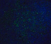 Monoclonal Anti-ORAI1 antibody produced in mouse clone 6D11A11, purified immunoglobulin, buffered aqueous solution