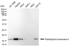KD-Validated Anti Peptidylprolyl Isomerase A Antibody, clone 24GB905, Rabbit Monoclonal clone 24GB905, recombinant rabbit monoclonal, expressed in HEK293 cells