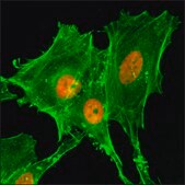 抗-乙酰组蛋白 H4（Lys20）抗体，兔单克隆抗体 recombinant, expressed in HEK 293 cells, clone RM205, purified immunoglobulin