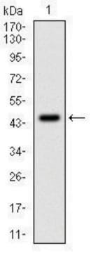 Monoclonal Anti-PPP1CA antibody produced in mouse clone 5E9, ascites fluid