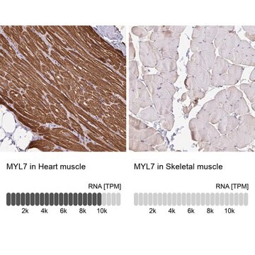 Anti-MYL7 antibody produced in rabbit Prestige Antibodies&#174; Powered by Atlas Antibodies, affinity isolated antibody, buffered aqueous glycerol solution