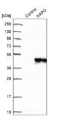Anti-NAPG antibody produced in rabbit Prestige Antibodies&#174; Powered by Atlas Antibodies, affinity isolated antibody, buffered aqueous glycerol solution