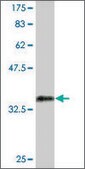 Monoclonal Anti-SP7 antibody produced in mouse clone 1C11, purified immunoglobulin, buffered aqueous solution