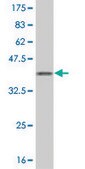 Monoclonal Anti-FIS1 antibody produced in mouse clone 1G9, purified immunoglobulin, buffered aqueous solution