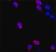 ANTI-FLAG® M2 antibody, Mouse monoclonal Clone M2, purified from hybridoma cell culture in bioreactor
