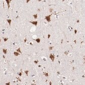 ANTI-BEGAIN antibody produced in rabbit Prestige Antibodies&#174; Powered by Atlas Antibodies, affinity isolated antibody, buffered aqueous glycerol solution