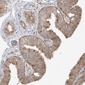 Anti-DCDC2 antibody produced in rabbit Prestige Antibodies&#174; Powered by Atlas Antibodies, affinity isolated antibody, buffered aqueous glycerol solution