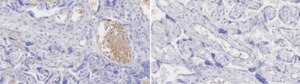 Anti-HBA1/HBA2 Antibody, clone 3I10 ZooMAb® Rabbit Monoclonal recombinant, expressed in HEK 293 cells