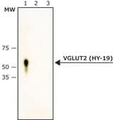 Anti-VGLUT2 (HY-19) antibody produced in rabbit IgG fraction of antiserum, buffered aqueous solution