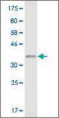 Monoclonal Anti-RGL2 antibody produced in mouse clone 4F1, purified immunoglobulin, buffered aqueous solution