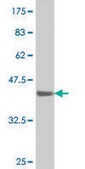 ANTI-SMAD1 antibody produced in mouse clone 4C12, purified immunoglobulin, buffered aqueous solution
