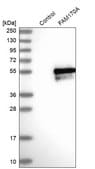 Anti-FAM170A antibody produced in rabbit Prestige Antibodies&#174; Powered by Atlas Antibodies, affinity isolated antibody, buffered aqueous glycerol solution