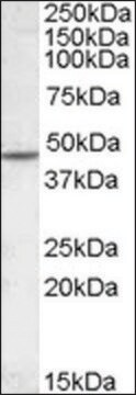 Anti-CHRNB2 antibody produced in goat affinity isolated antibody, buffered aqueous solution