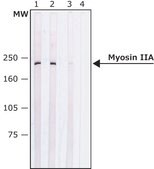 Anti-Myosin IIA, non muscle antibody produced in rabbit affinity isolated antibody, buffered aqueous solution