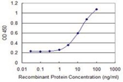 Monoclonal Anti-C7ORF38 antibody produced in mouse clone 4E4, purified immunoglobulin, buffered aqueous solution