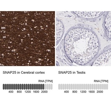 Anti-SNAP25 antibody produced in rabbit Prestige Antibodies&#174; Powered by Atlas Antibodies, affinity isolated antibody, buffered aqueous glycerol solution