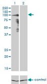 Monoclonal Anti-PCDHGA8 antibody produced in mouse clone 1C11, purified immunoglobulin, buffered aqueous solution