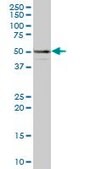 Anti-EIF3S5 antibody produced in mouse IgG fraction of antiserum, buffered aqueous solution