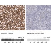 Anti-DMGDH antibody produced in rabbit Prestige Antibodies® Powered by Atlas Antibodies, affinity isolated antibody, buffered aqueous glycerol solution