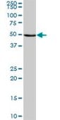 Anti-NARS2 antibody produced in mouse IgG fraction of antiserum, buffered aqueous solution