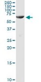 Anti-AMY1C antibody produced in rabbit purified immunoglobulin, buffered aqueous solution
