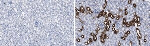 Anti-Calbindin D-28K clone 1A11 Antibody, ZooMAb&#174; Rabbit Monoclonal recombinant, expressed in HEK 293 cells