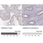 Anti-FAM205A antibody produced in rabbit Prestige Antibodies® Powered by Atlas Antibodies, affinity isolated antibody
