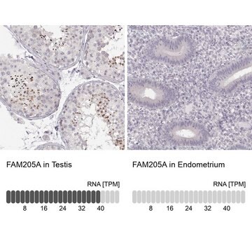 Anti-FAM205A antibody produced in rabbit Prestige Antibodies&#174; Powered by Atlas Antibodies, affinity isolated antibody