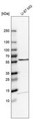 Anti-TOM1 antibody produced in rabbit Prestige Antibodies&#174; Powered by Atlas Antibodies, affinity isolated antibody