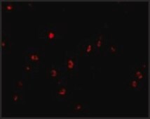 Anti-KAI1 antibody produced in rabbit affinity isolated antibody, buffered aqueous solution