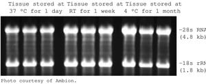 RNAlater&#174; Stabilize and protect RNA with immediate RNase inactivation