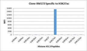 Anti-Acetyl-Histone H3 (Lys27) antibody, Rabbit monoclonal recombinant, expressed in HEK 293 cells, clone RM172, purified immunoglobulin