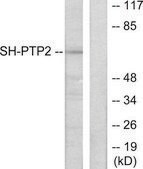 Anti-SH-PTP2 antibody produced in rabbit affinity isolated antibody