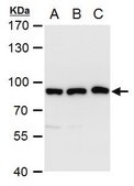 Anti-VPS35 (C-terminal) antibody produced in rabbit affinity isolated antibody, buffered aqueous solution