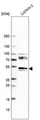 Anti-NPTN antibody produced in rabbit Prestige Antibodies&#174; Powered by Atlas Antibodies, affinity isolated antibody, buffered aqueous glycerol solution