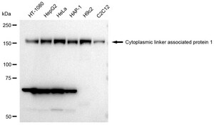KD-Validated Anti Cytoplasmic linker associated protein 1 Antibody, clone 23GB3810, Rabbit Monoclonal clone 23GB3810, recombinant rabbit monoclonal, expressed in HEK293 cells