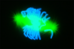 Anti-Mouse IgG (whole molecule)–FITC antibody produced in goat affinity isolated antibody, buffered aqueous solution