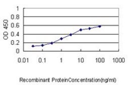 Monoclonal Anti-CDC2L2 antibody produced in mouse clone 1A9, purified immunoglobulin, buffered aqueous solution