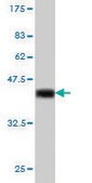 Monoclonal Anti-IRF1 antibody produced in mouse clone 2E4, purified immunoglobulin, buffered aqueous solution