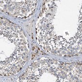 Anti-POC1A antibody produced in rabbit Prestige Antibodies&#174; Powered by Atlas Antibodies, affinity isolated antibody, buffered aqueous glycerol solution