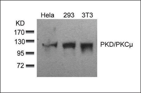 Anti-PRKD1 (Ab-910) antibody produced in rabbit affinity isolated antibody